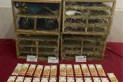 2025'te kaçak canlı hayvan ticareti darbe yedi... 85 bin 342 hayvan ele geçirildi