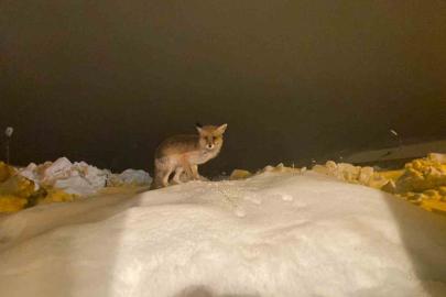 Aç kalan tilkiye şefkat eli: "O yedikçe ben mutlu oldum"