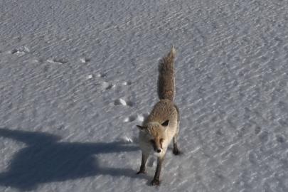 Adilcevaz’da tilkinin dron ile imtihanı