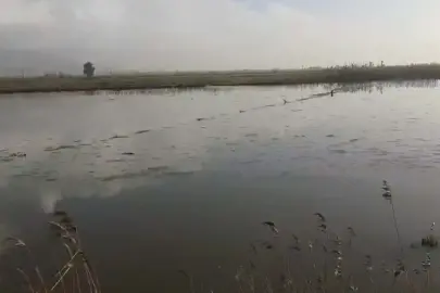 Aydın'da Büyük Menderes Nehri Taştı: Tarım Alanları Sular Altında Kaldı