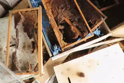 Ayı, tarihi 'hanay'lara girip balları yedi; arıcılar yardım istedi