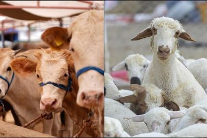 Büyükbaş ve küçükbaş sayısı açıklandı