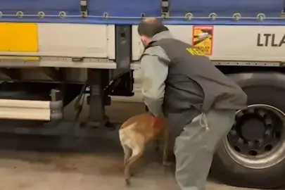 Edirne'de 240 kilogram skunk ele geçirildi