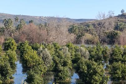 Irmak taştı, şantiye ile narenciye bahçelerini su bastı