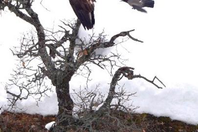 Karganın kartal ile tehlikeli oyunu kamerada