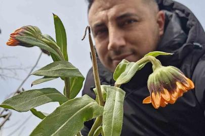Karın başkenti Bitlis’te şubat sürprizi: Çiçekler karlar arasında açtı