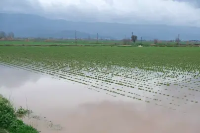 Küçük Menderes Nehri taştı; Ödemiş ilçesinde tarım alanları ve ahırları su bastı
