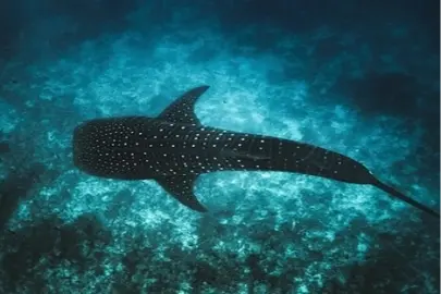 Maldivler ikonik balina köpek balıklarını korumak için Tech4Nature projesini başlattı