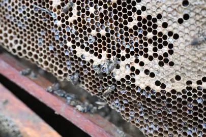 Manisa'da sel mağduru arıcıya destek