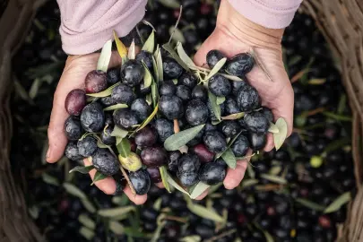 Marmarabirlik'ten 6,8 milyar TL'lik ciro ve ihracatta tarihi rekor