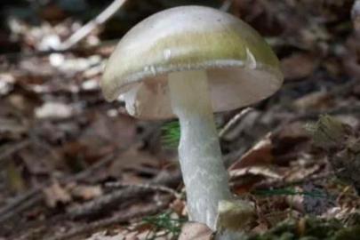 'Ölüm şapkası' mantarının sayısında olağanüstü artış! Pişirmek bile kurtarmıyor