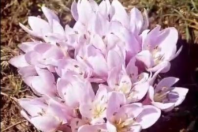 Pülümür Vadisi’nde çiğdemler yalancı bahara aldandı