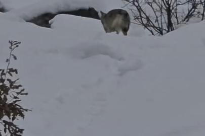 Pülümür Vadisi’nde yiyecek arayan kurt kamerada