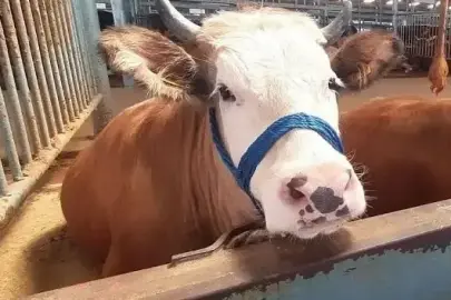 Söke’de şap hastalığı söndü: Kısıtlama kaldırıldı