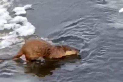 Su samuru, buz üstünde balık yerken görüntülendi