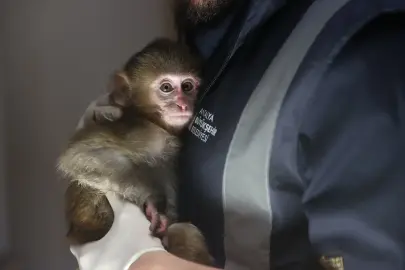 Uyuşturucu şüphelilerinin elinden kurtarılan maymun yavrusu "Portakal"a özenle bakılıyor