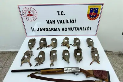 Van'da ruhsatsız av tüfeği ile vurulmuş 12 kınalı keklik ele geçirildi
