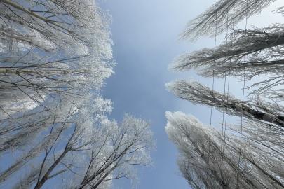 Yüksekova’da sisle birleşen kırağı ağaçları sanat eserine dönüştürdü