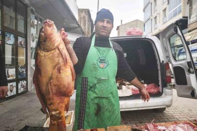 Ahlat’ta dev sazan balıklarına yoğun ilgi
