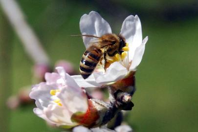 Arıların genetiğini bozan gizli tehlike