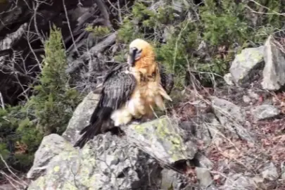 Artvin'de yaralı sakallı akbaba yeniden doğaya döndü