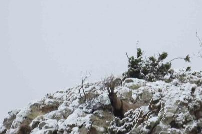 Av yasağı başladı