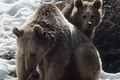Erzincan’da ayıların kar keyfi kamerada