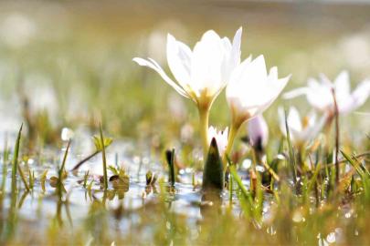 Erzincan’da kardelenler baharın müjdesini verdi