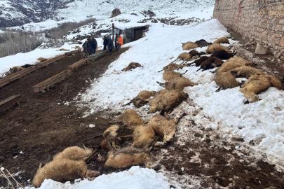 Erzincan’da yemden zehirlendikleri düşünülen 80 koyun telef oldu