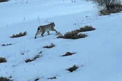 Erzurum’da karlı arazide vaşak görüntülendi