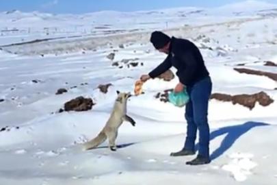 Kışın zor günlerinde tilkiye işçilerden şefkat eli