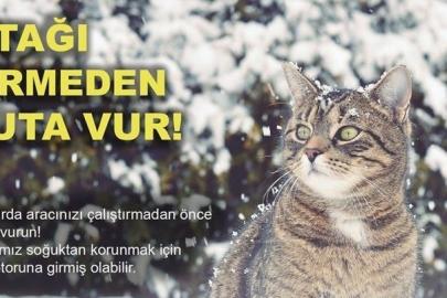 Soğuktan korunmak için girdiği araçta sıkışan kedi kurtarıldı