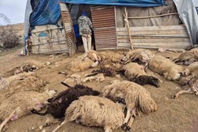 Tunceli’de kurt paniği: 64 koyun telef oldu, 11 koyun yaralı