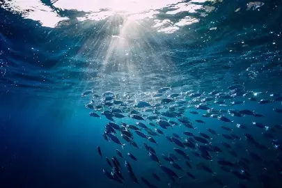 Türkiye o komisyonda gözlemci ülke oldu