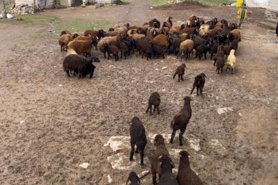Ağrı’da kuzuların anneleri ile buluşması renkli anlara sahne oldu