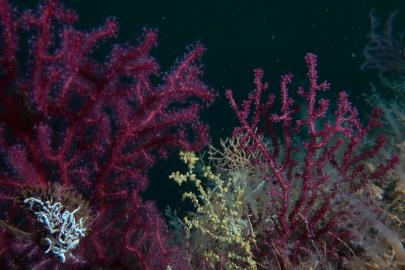 Bakan Kurum: Denizlerin ormanı mercanları yeniden yaşamla buluşturuyoruz