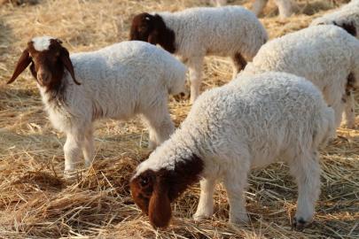 Başvurular açıldı: 10 soruda Küçükbaş Hayvan Desteği rehberi