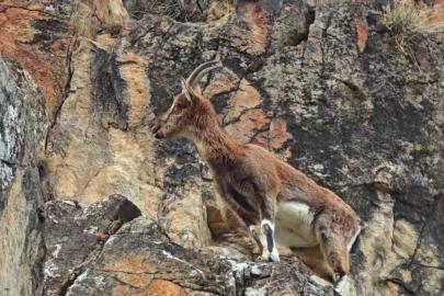 Dağ keçileri otoyol kenarına indi