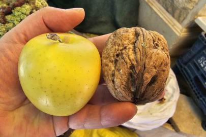 Elazığ’da elma büyüklüğünde cevizler ilgi çekiyor