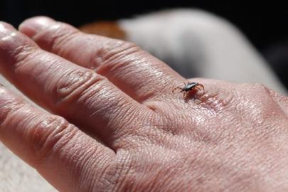 Erzincan’da kene sezonu açıldı