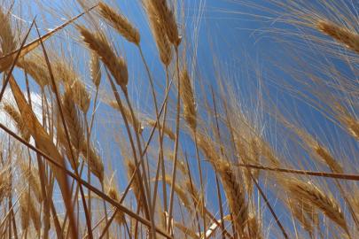 Hububatta rekolte beklentisi yükseldi