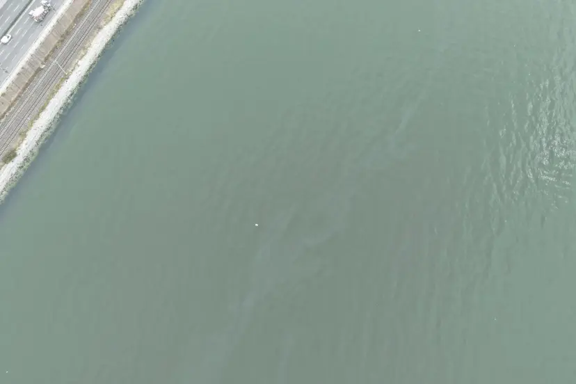 İzmir Körfezi’nde kirlilik endişelendiriyor! Aynı tehdit 11. kez görüldü