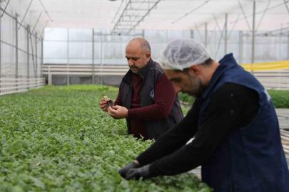 Jeotermal tesiste üretilen çiçekler, kentin renklenmesinde önemli rol alıyor