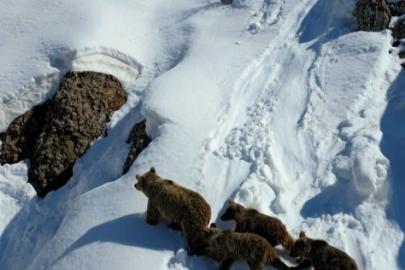 Kış uykusundan uyanan ayılar karla karşılaştı: O anlar dron ile görüntülendi