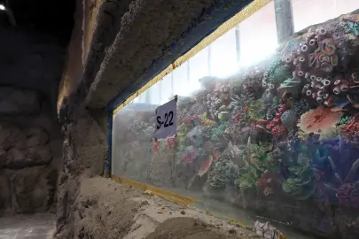 Kocaeli 'akvaryum' için geri sayım başladı... 30 farklı akvaryum eşsiz gezi yaşatacak
