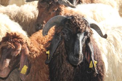 Kurban hazırlıklarını hızlandıran Umut Kervanı'ndan vekalet çağrısı