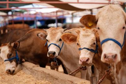 Kurban satış ve kesim yerlerinde yönelik tedbirler artırıldı