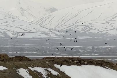 Kuşların rüzgarla dansı: Havada zor kalabildiler