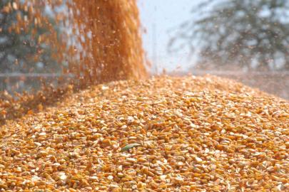 Mısır ithalatında 3 milyon tonluk tarife kontenjanı açıldı