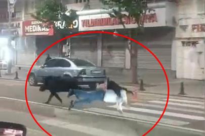 Şehir ortasında yaban domuzu paniği! 3 kişiye saldırdı